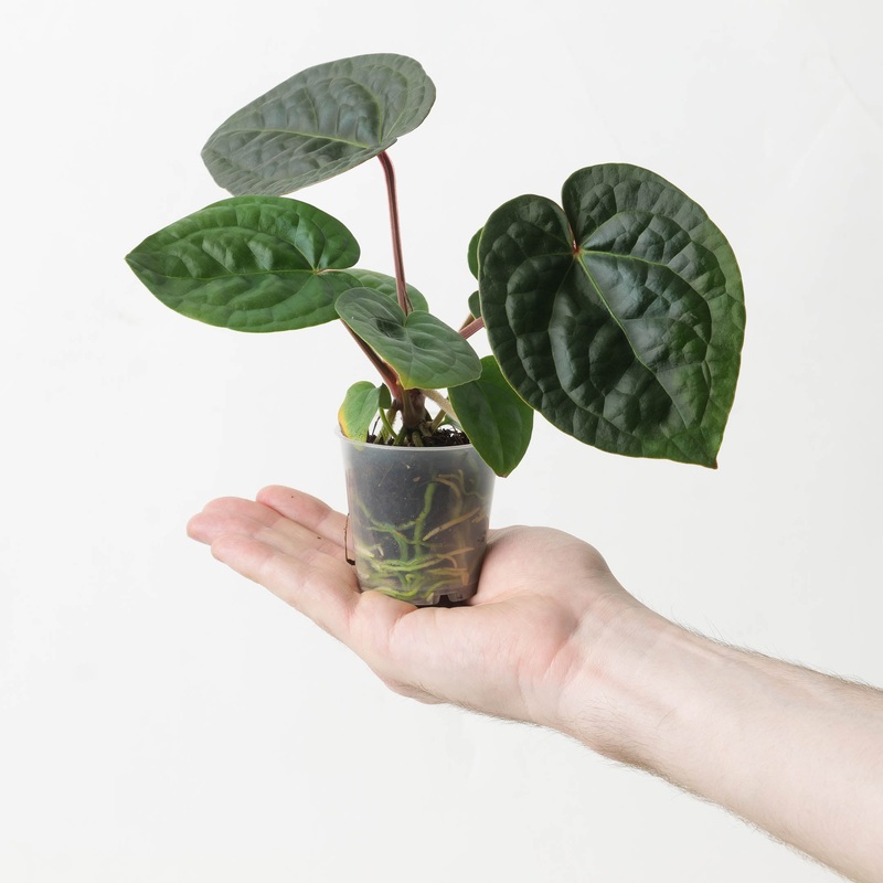 Anthurium (Zarax Michelle) x Luxurians ‘Round’