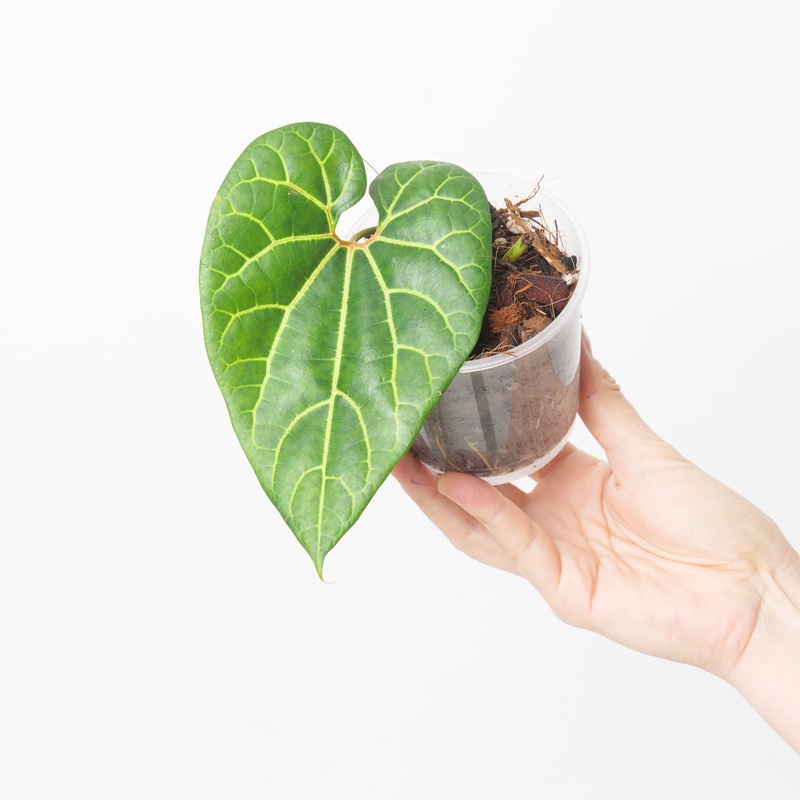 Aristolochia leuconeura|9cm