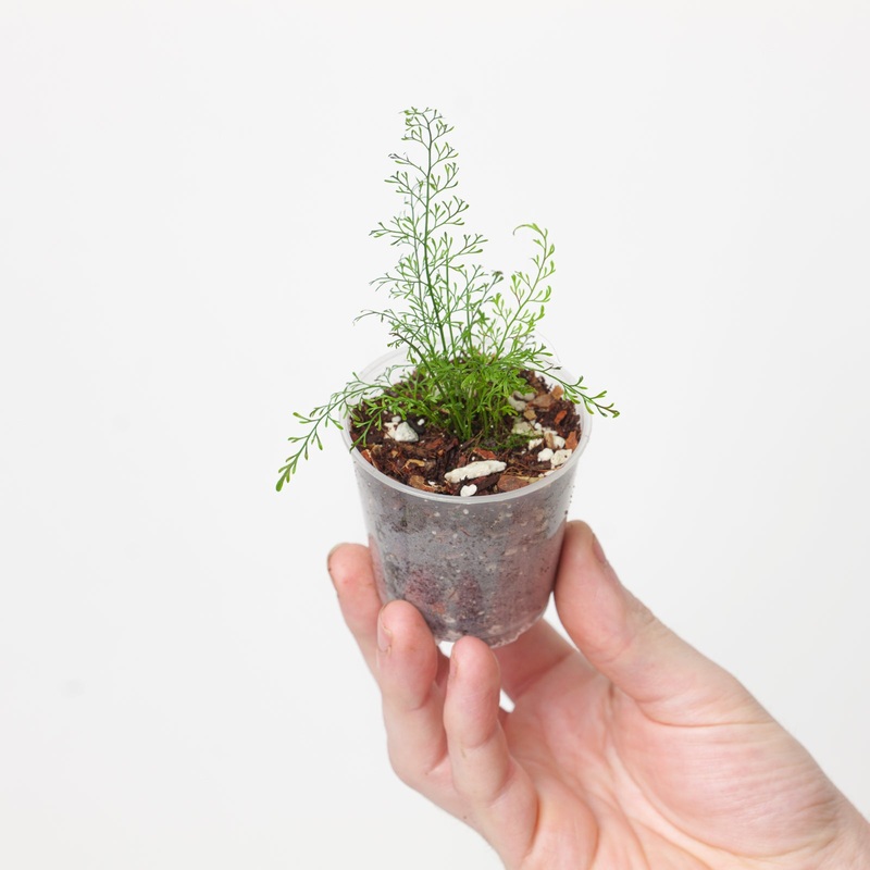 Asplenium aff. fragrans|6cm