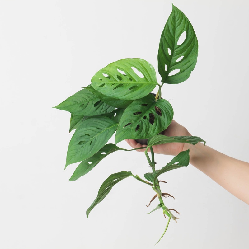 Monstera lechleriana aff.|12cm