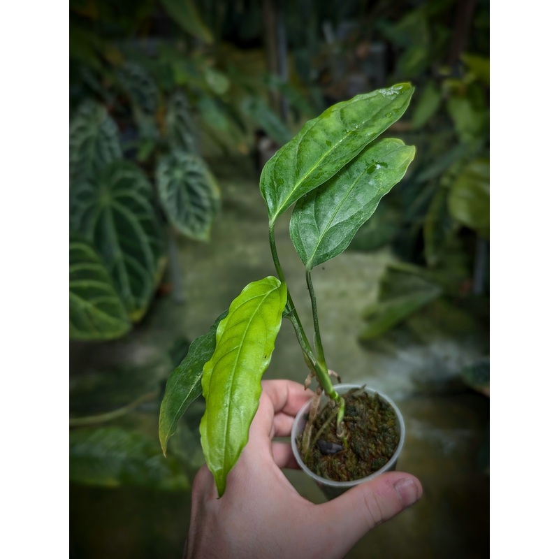 Monstera obliqua ‘Amazonas B’|6cm