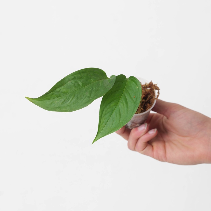 Monstera sp. Ecuador|6cm