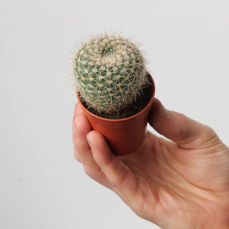 Notocactus apricus|5.5cm