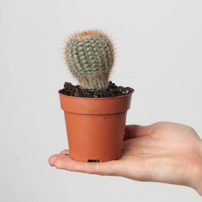 Notocactus schlosseri|8.5cm