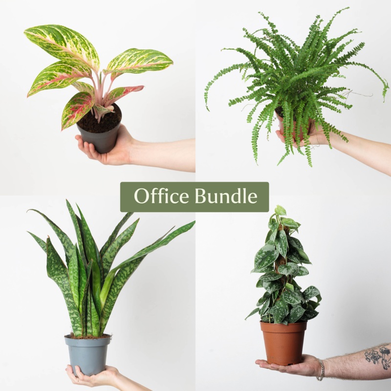 Office Bundle