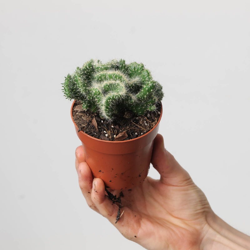Opuntia cylindrica ‘Minor’ cristata