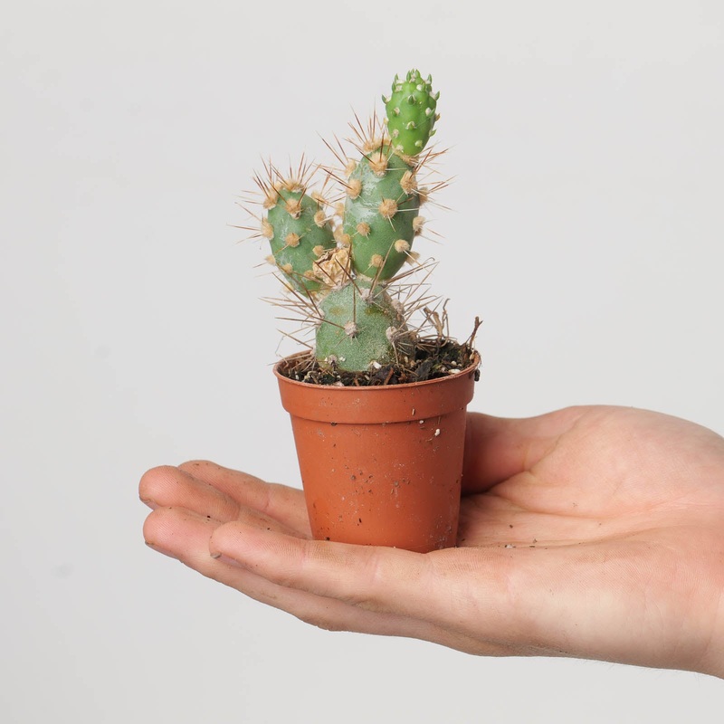 Opuntia fragilis|5.5cm