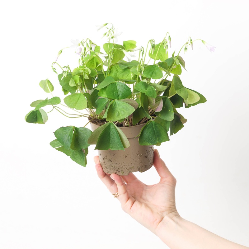Oxalis regnellii Green  | Shamrock Plant