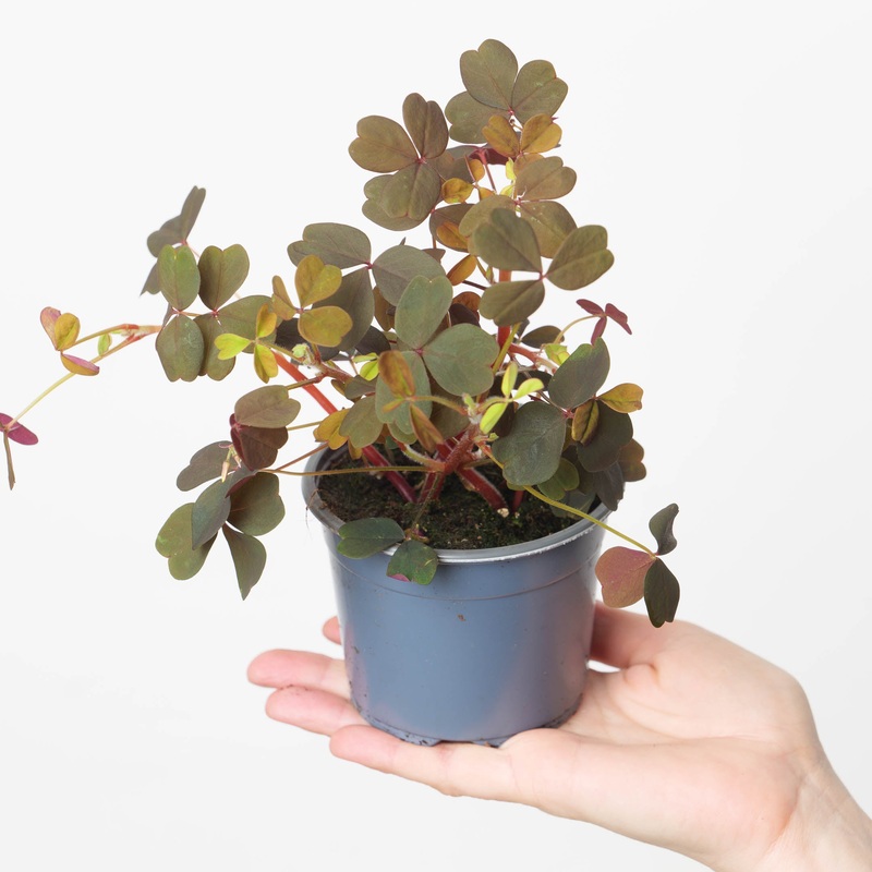 Oxalis Vulcan Red|10cm