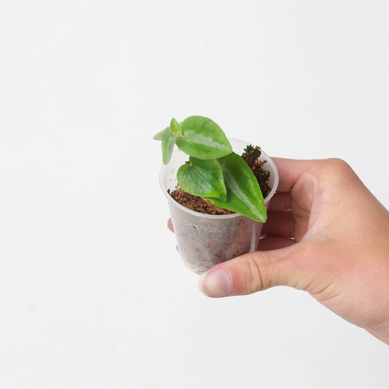 Peperomia eburnea|6cm