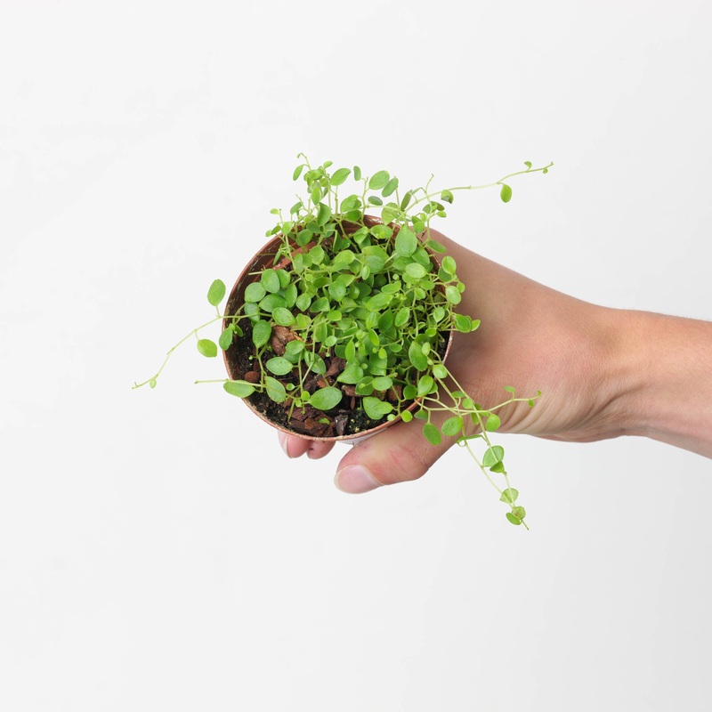 Peperomia sp Panama|9cm