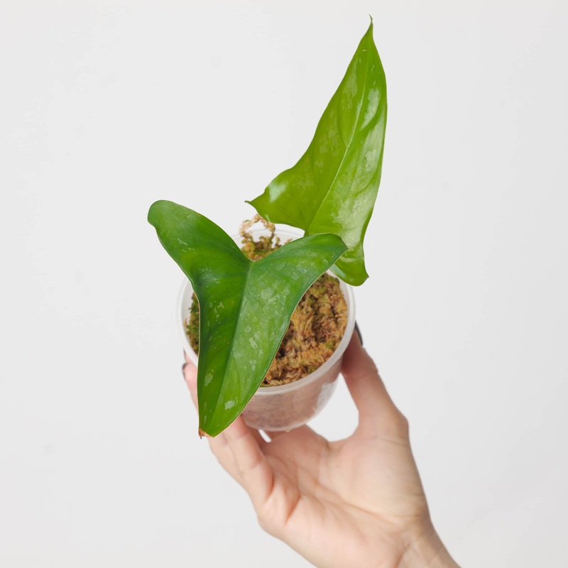 Philodendron brevispathum|9cm|6cm