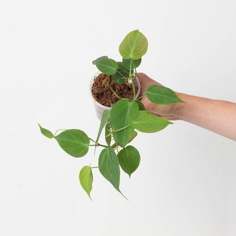 Philodendron micans ‘Green Form’