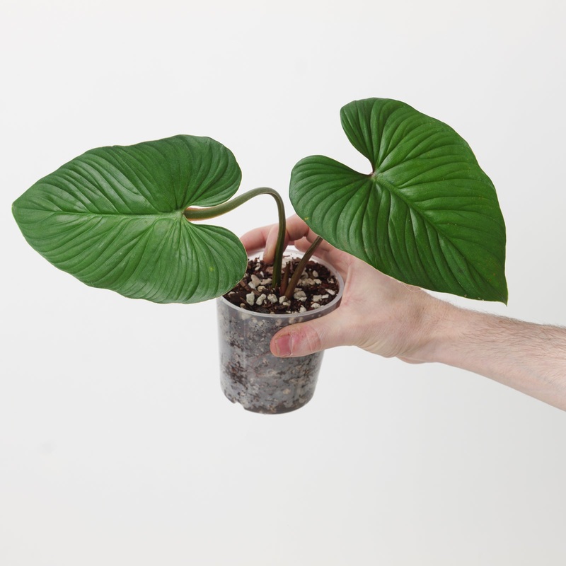 Philodendron plowmanii ‘Green’