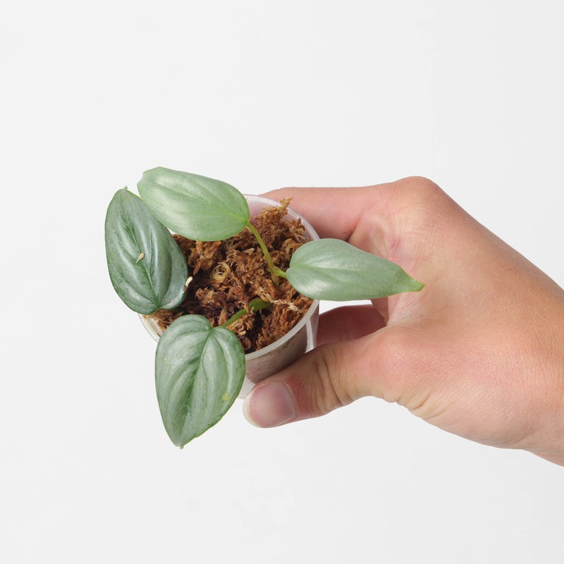 Philodendron sodiroi ‘sodirini’
