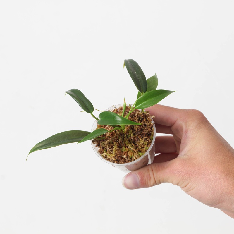 Philodendron sp. ‘Costa Rica’|6cm