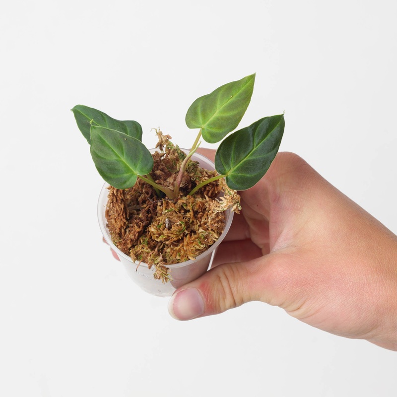 Philodendron verrucosum ‘Mini Red’