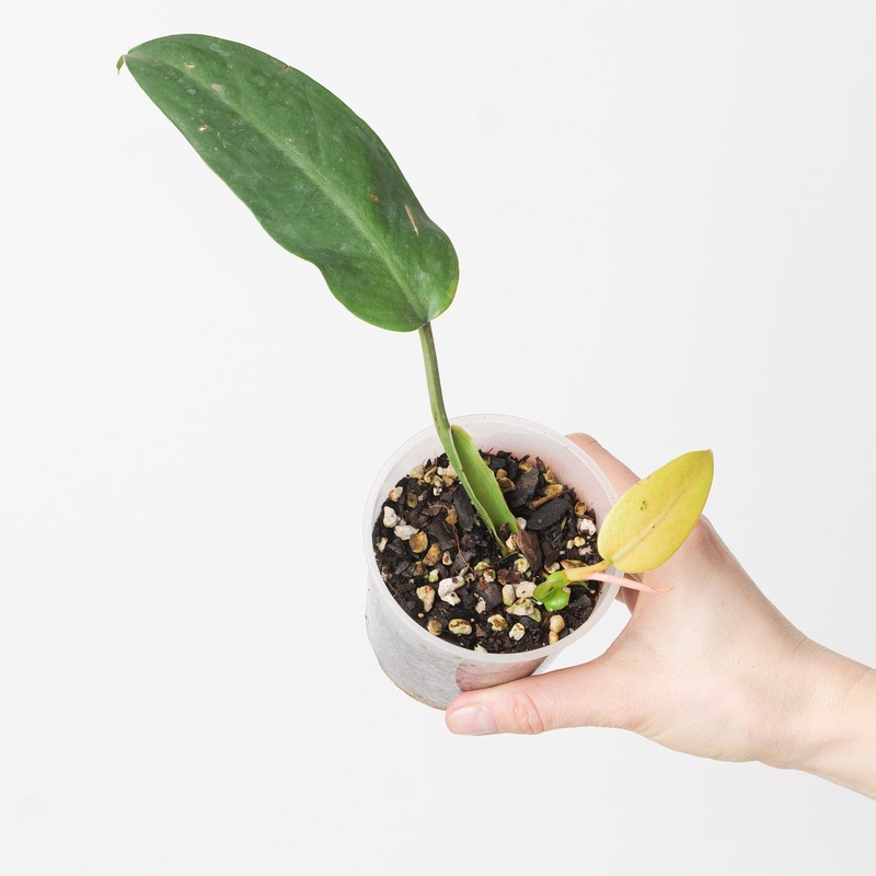 Philodendron Whipple Way|9cm