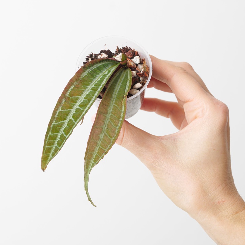 Pilea ecboliophylla aff. ‘Lanceolata’