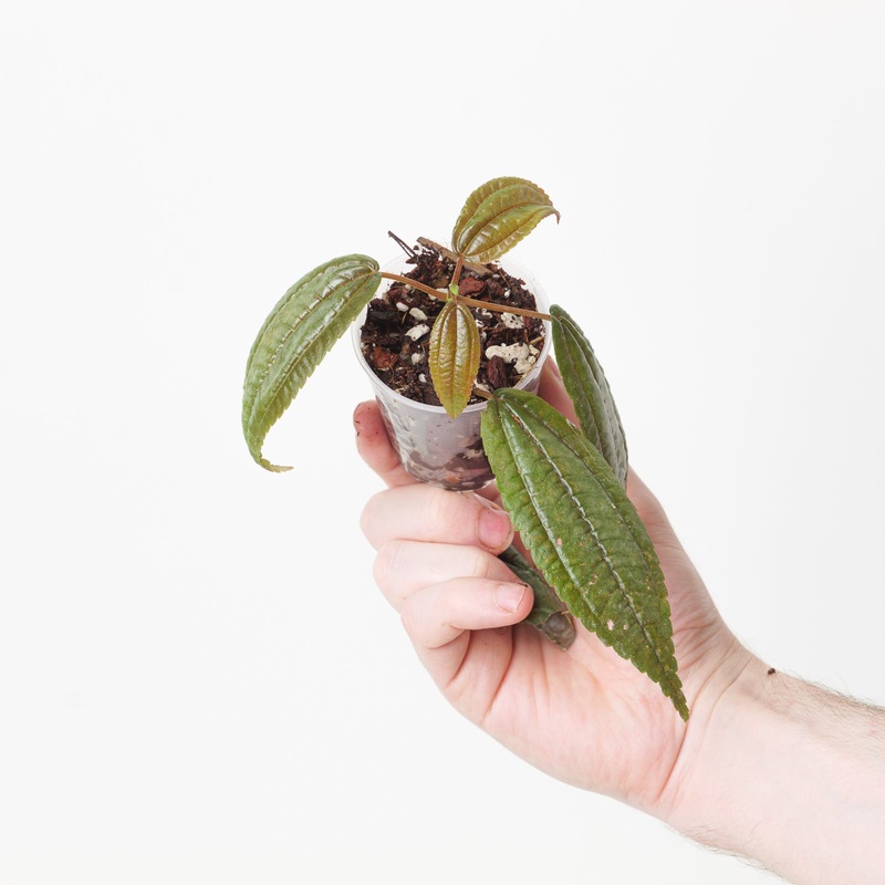 Pilea grandifolia ‘Coral’|6cm