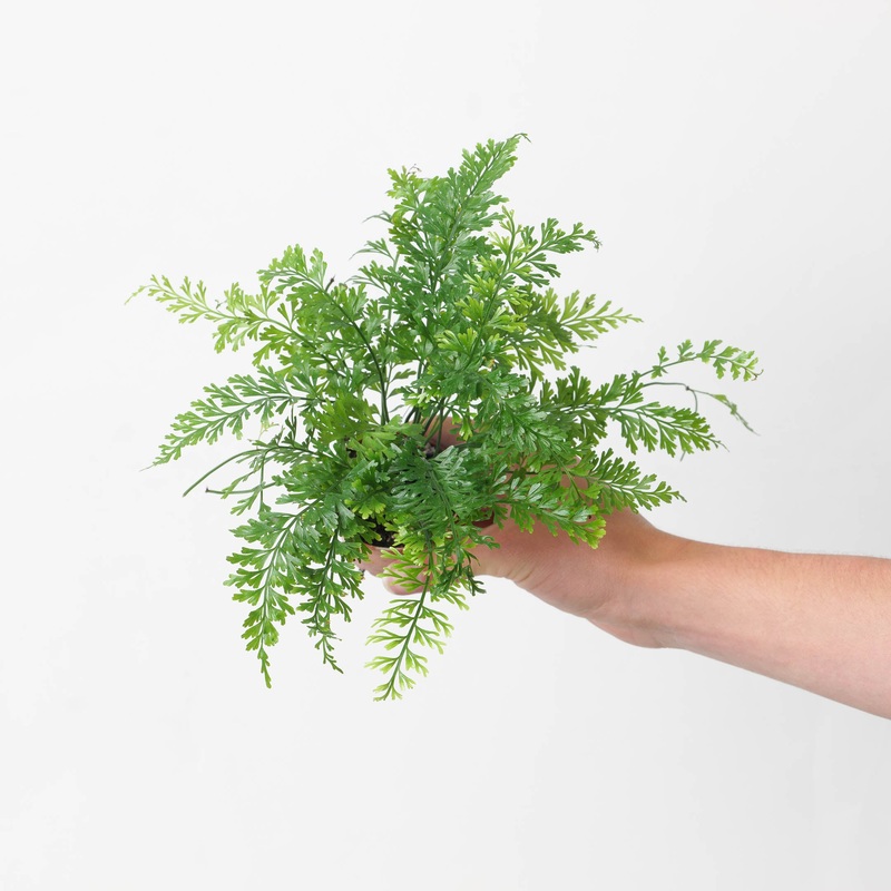 Polystichum lepidocaulon|9cm