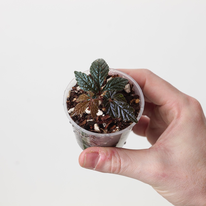 Pterisanthes sp. ‘Metallic’|6cm