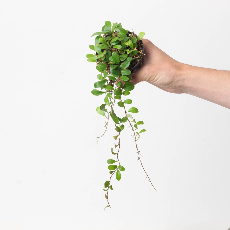Pyrrosia nummularifolia|9cm