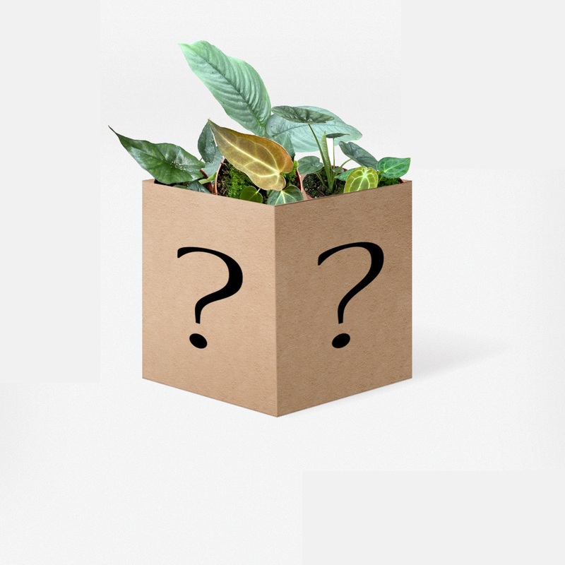 Rare and Unusual Mystery Plant Box