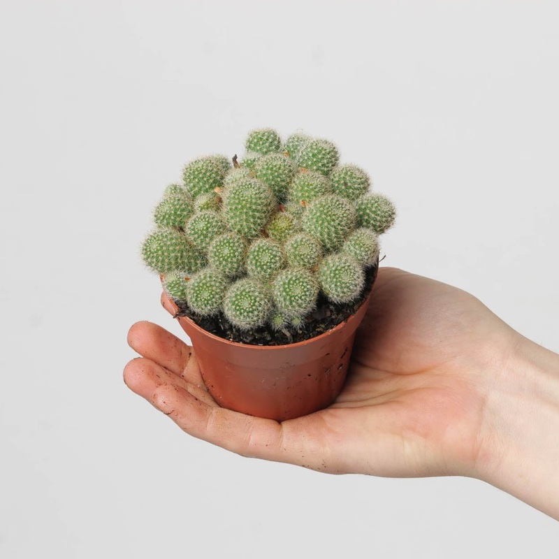 Rebutia fabrisii|8.5cm