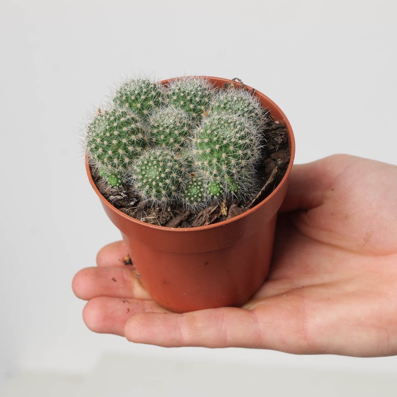 Rebutia marsoneri x senilis|8.5cm