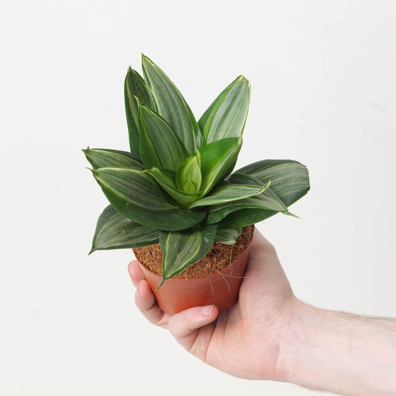 Sansevieria hahnii ‘Diamond’|9cm