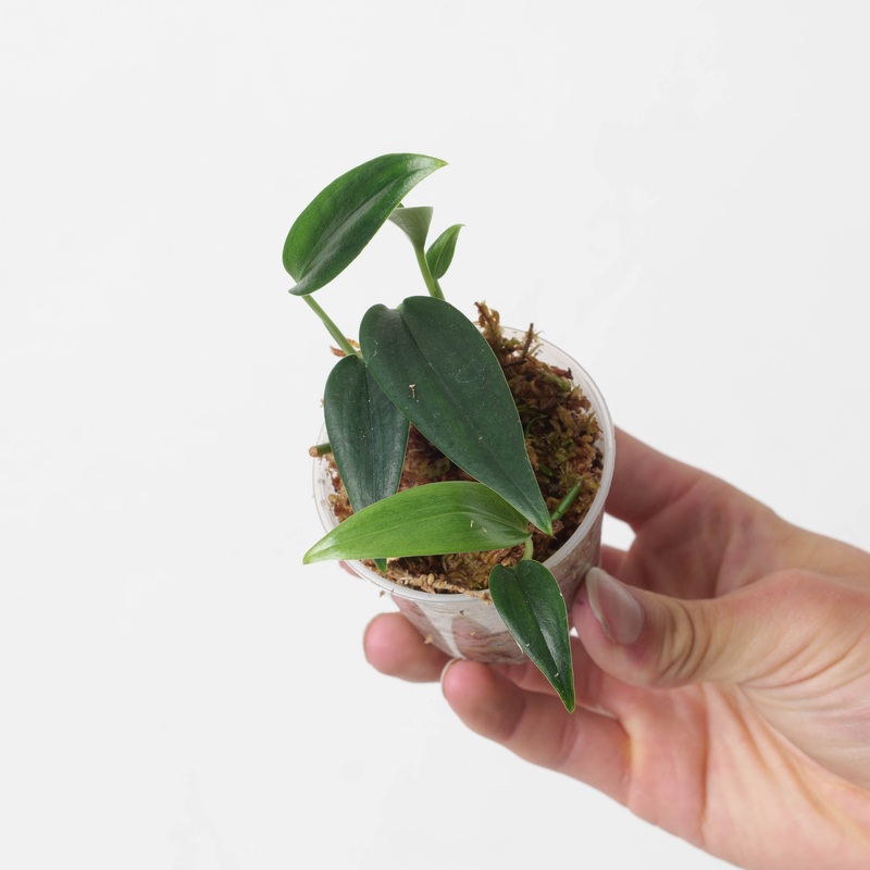 Scindapsus hederaceus ‘Wild / Dark Form’