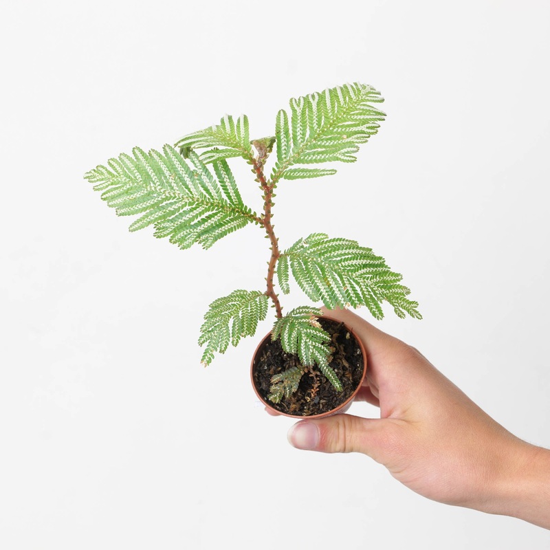 Selaginella picta|9cm
