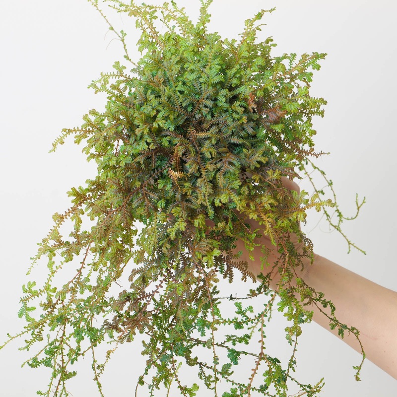 Selaginella uncinata ‘Patina’|12cm