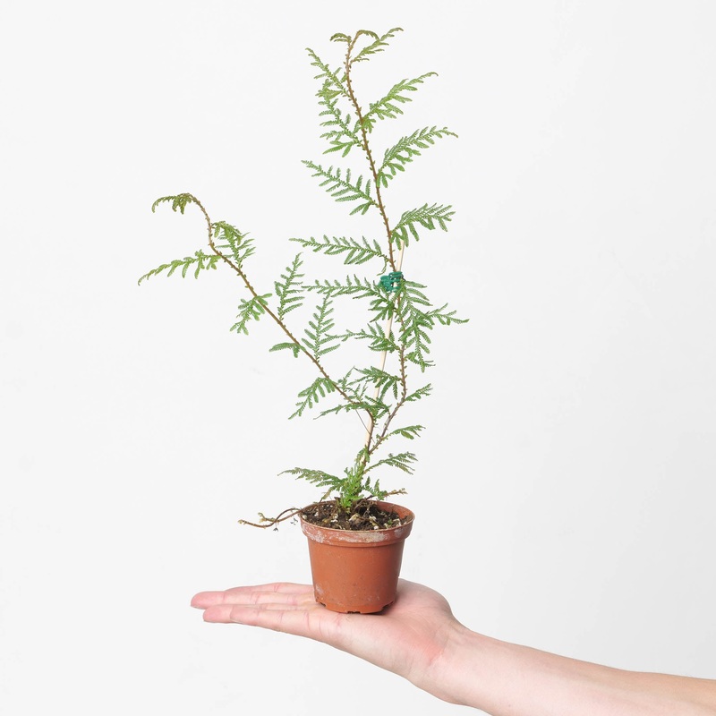 Selaginella wallichi|9cm