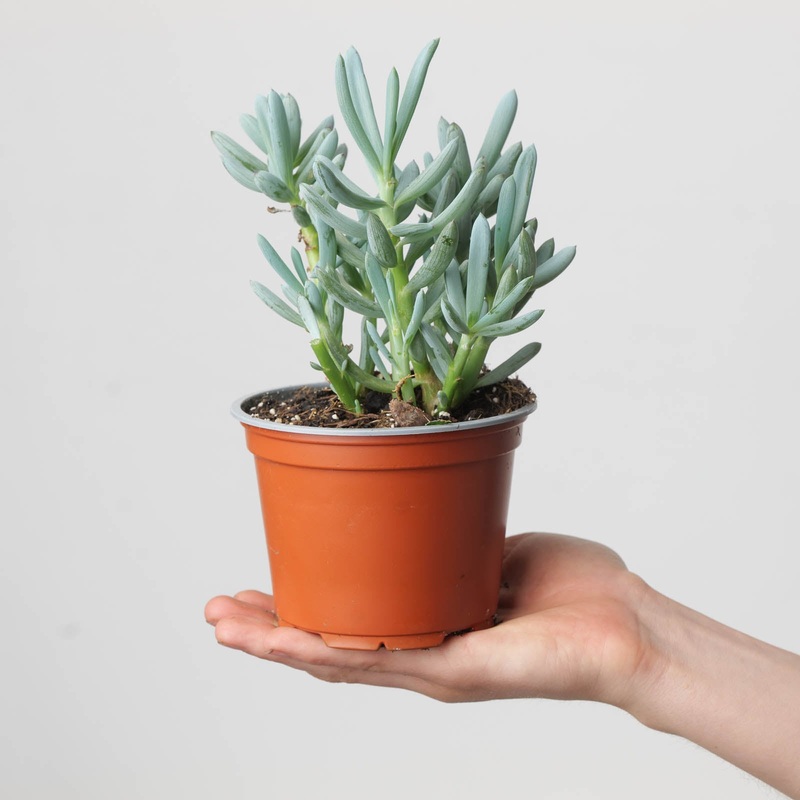 Senecio kleinia | Kleinia neriifolia