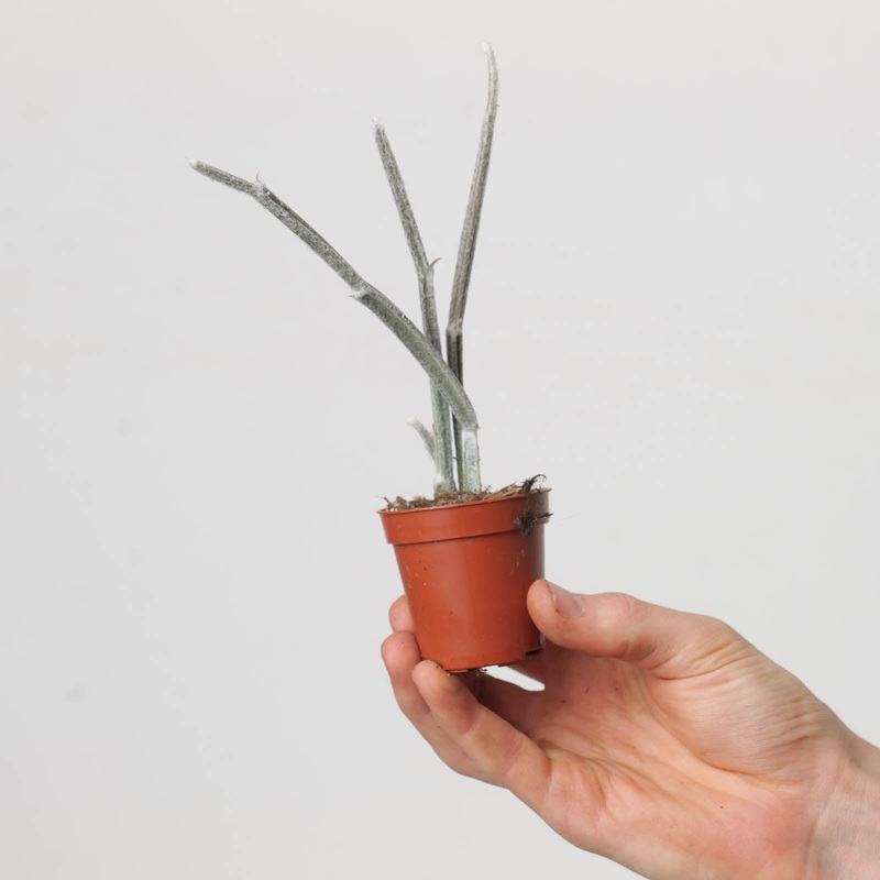Seyrigia humbertii|5.5cm