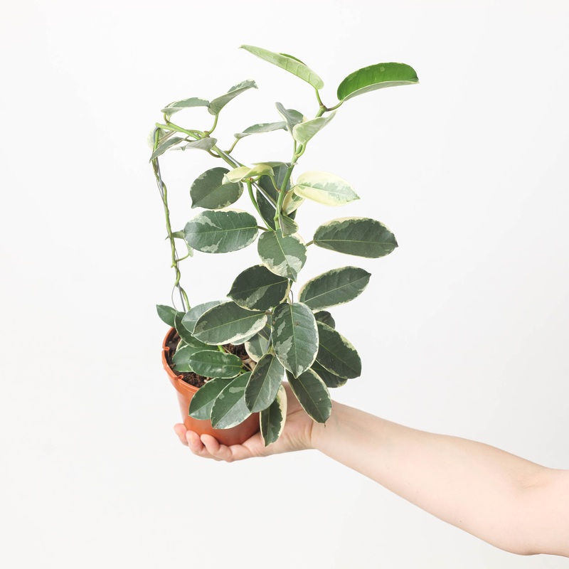 Stephanotis floribunda Variegated | Variegated Madagascan Jasmine