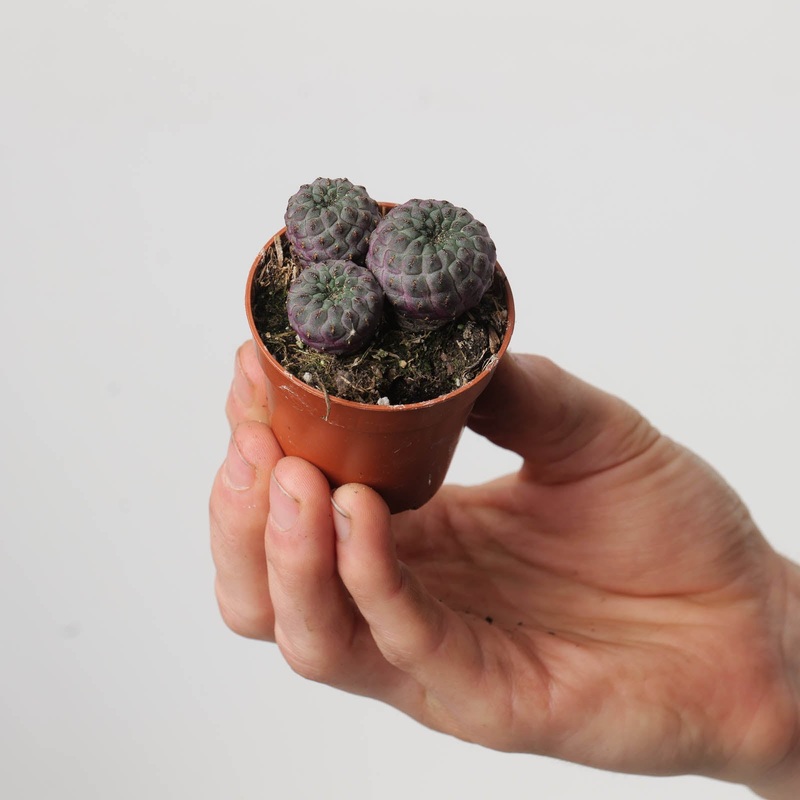 Sulcorebutia rauschii|5.5cm