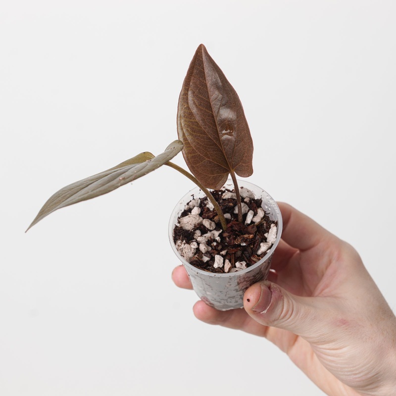 Syngonium erythrophyllum ‘Llano Carti Rd’