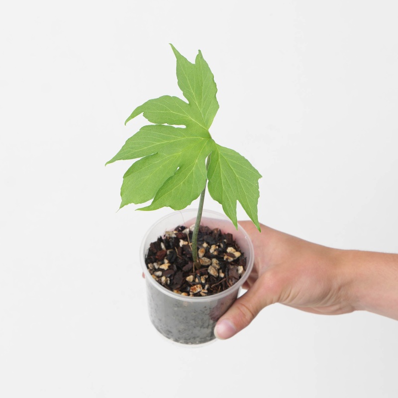 Taccarum weddellianum|9cm