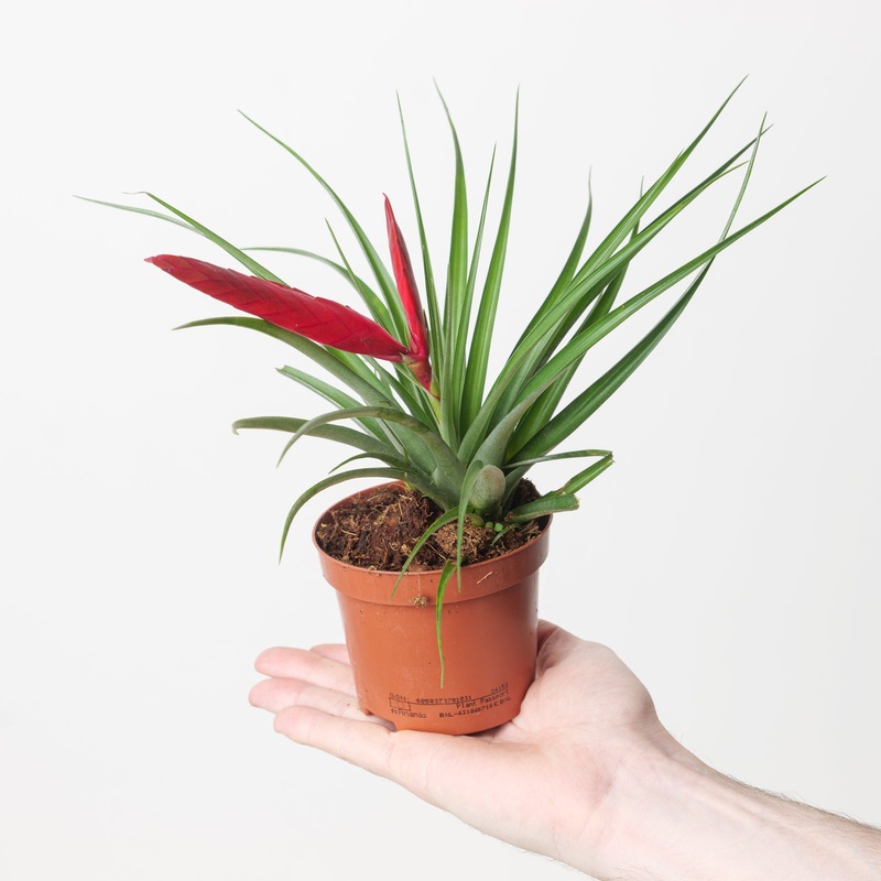 Tillandsia ‘Mizuki’ | Air Plant