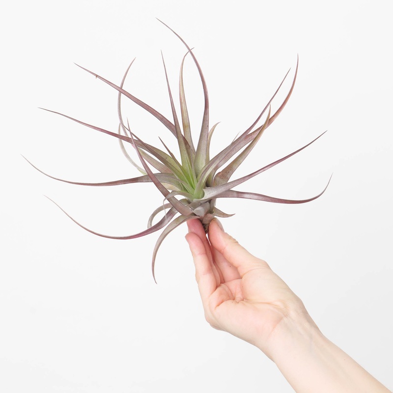 Tillandsia multiflora ‘Red’ XL