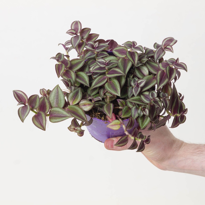 Tradescantia Purple Passion|12cm