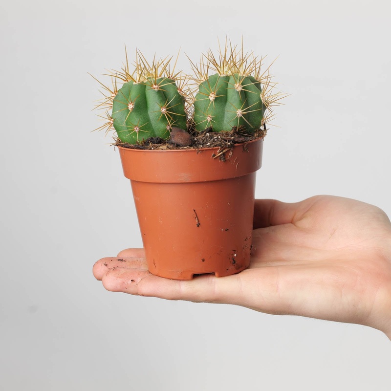 Trichocereus terscheckii|8.5cm