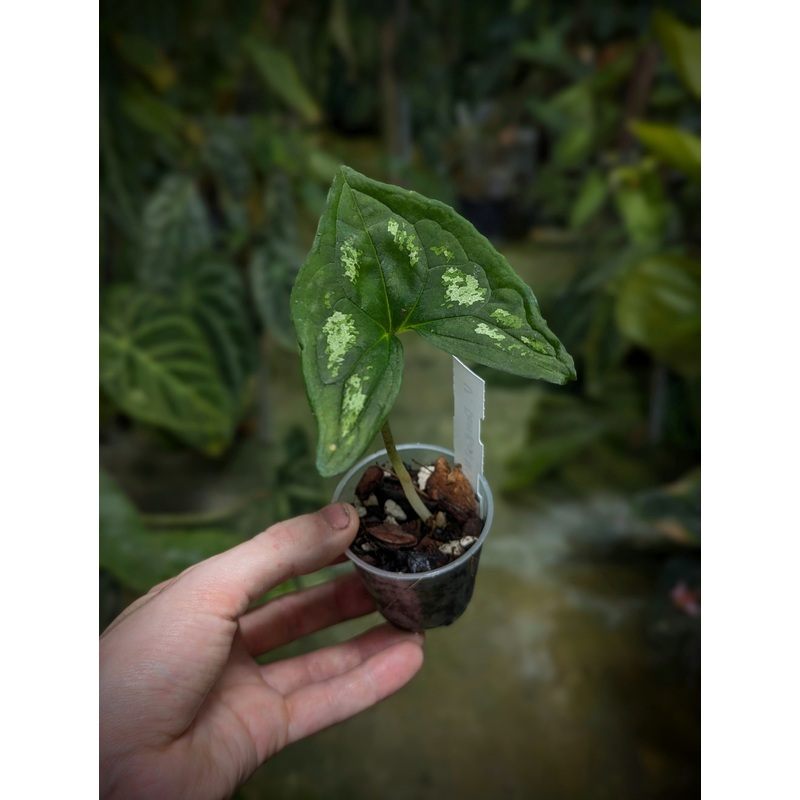 Ulearum donburnsii ‘tricolor’|6cm
