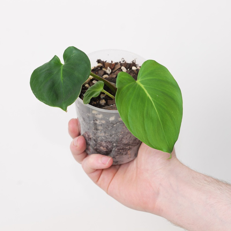 Adelonema sp.|9cm
