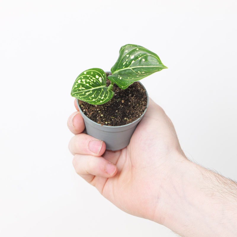 Aglaonema commutatum ‘Tom’s Pride’