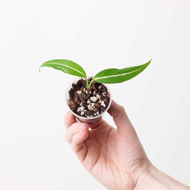 Aglaonema vittatum ‘Pinwheel’|6cm