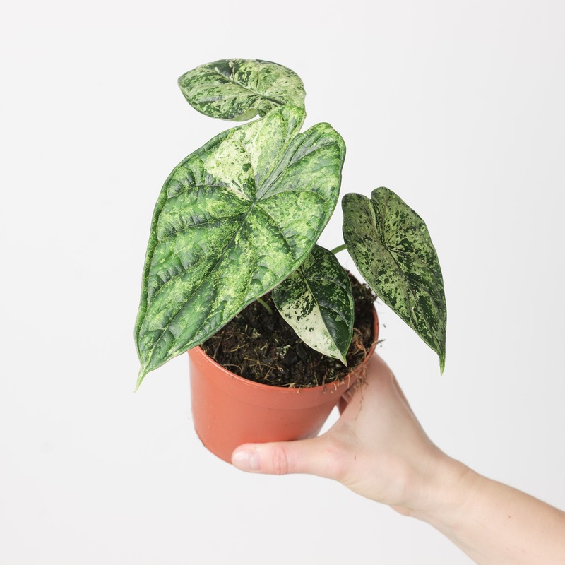 Alocasia ‘Dragon Scale’ Mint|12cm